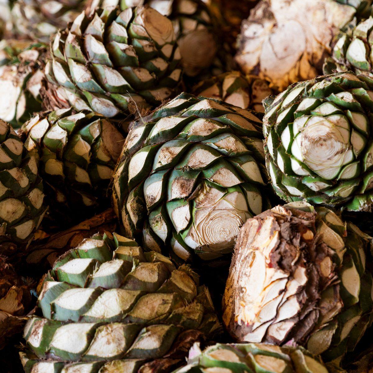 Piñas de agave jimadas